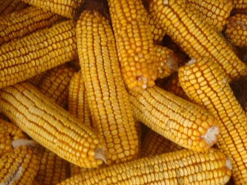 PP_corn