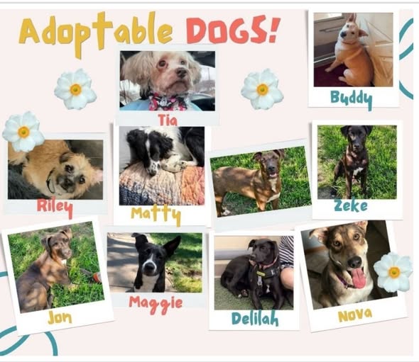 happy paws June 2026