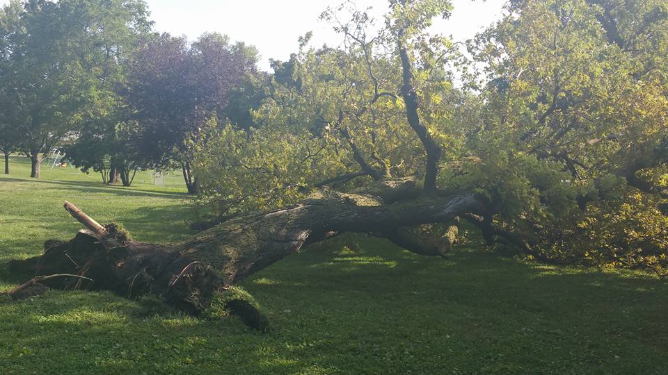 Tree down