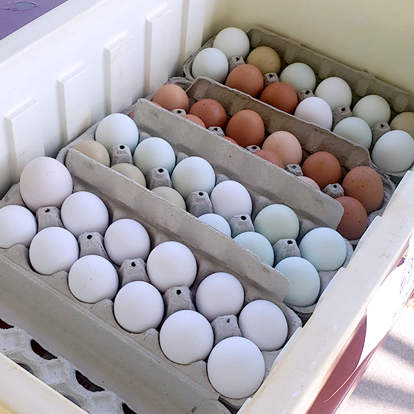 Farmers Market eggs 5012021