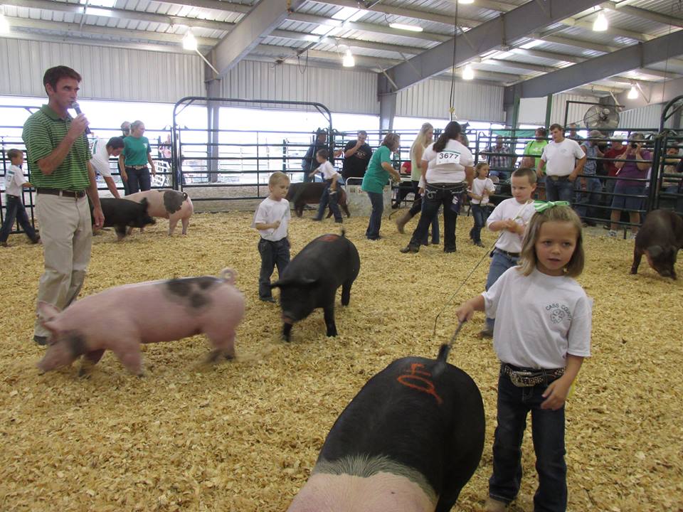 Clover kids and pigs
