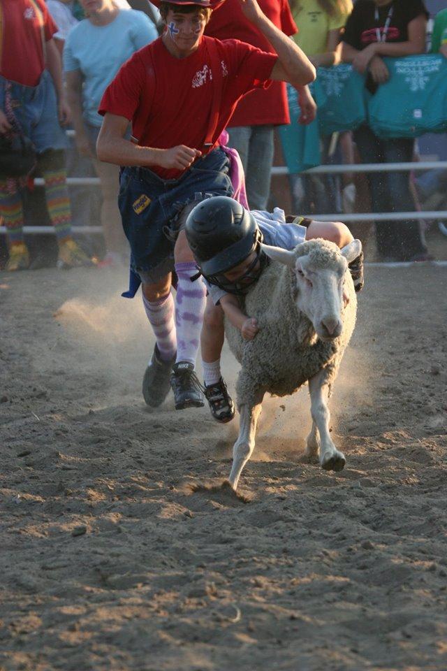 mutton busting