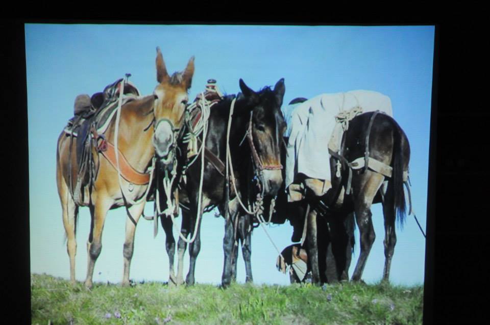 Heroes and Horses