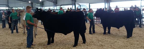 CountyFair FeederCalf cassCounty 2016