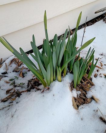 daffodilsandsnow