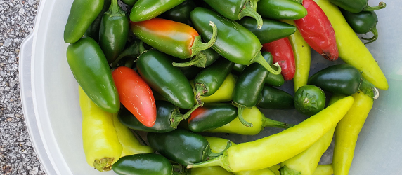 jalapenos