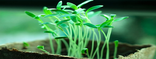 SeedDouglasSarypExtension