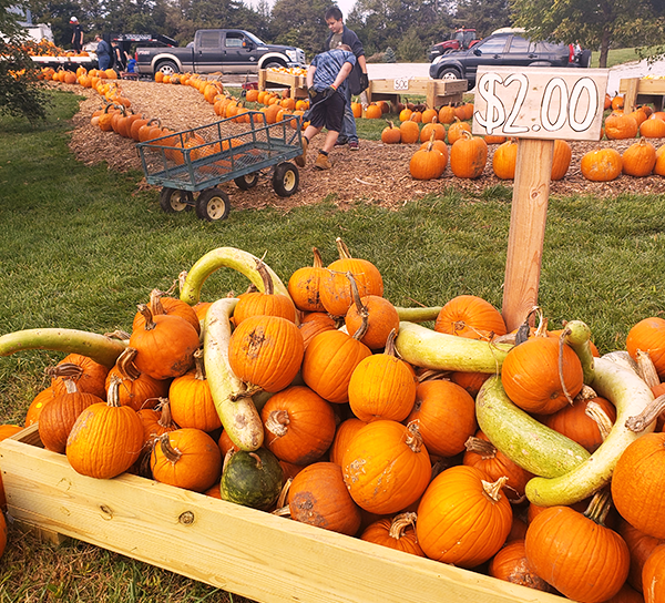 pumkinpatch102319b