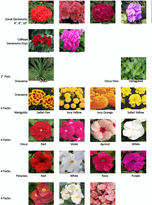 2020 EM Cheer Spring Plant Sale Order Form Picture Gallery 1