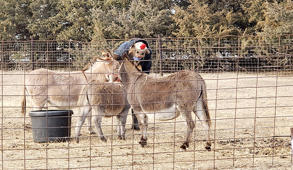 Living Nativity 1220 2020c