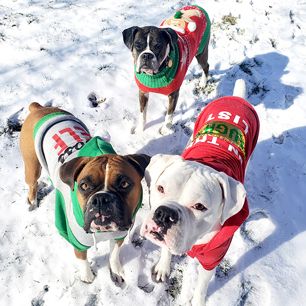 Dogs and snow