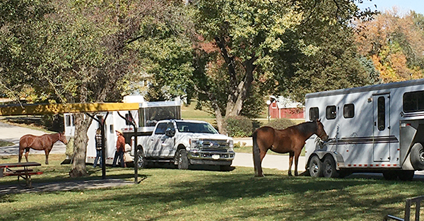 horse in park 2