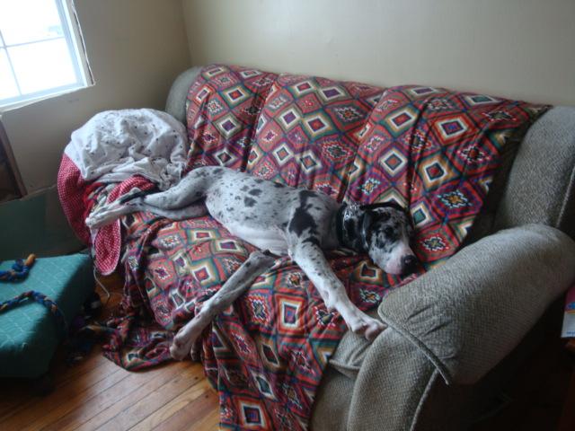 zoey napping_couch