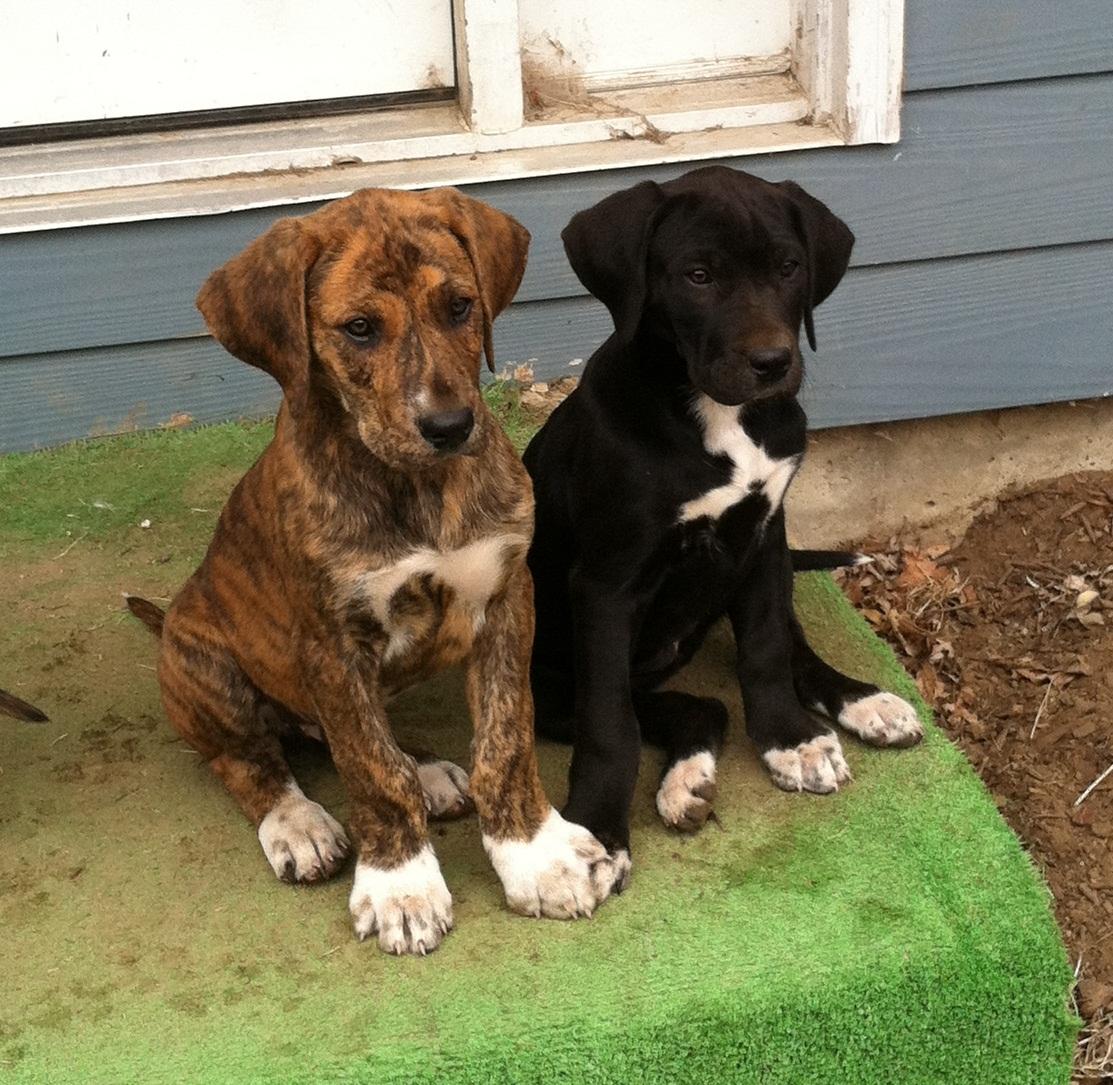puppies