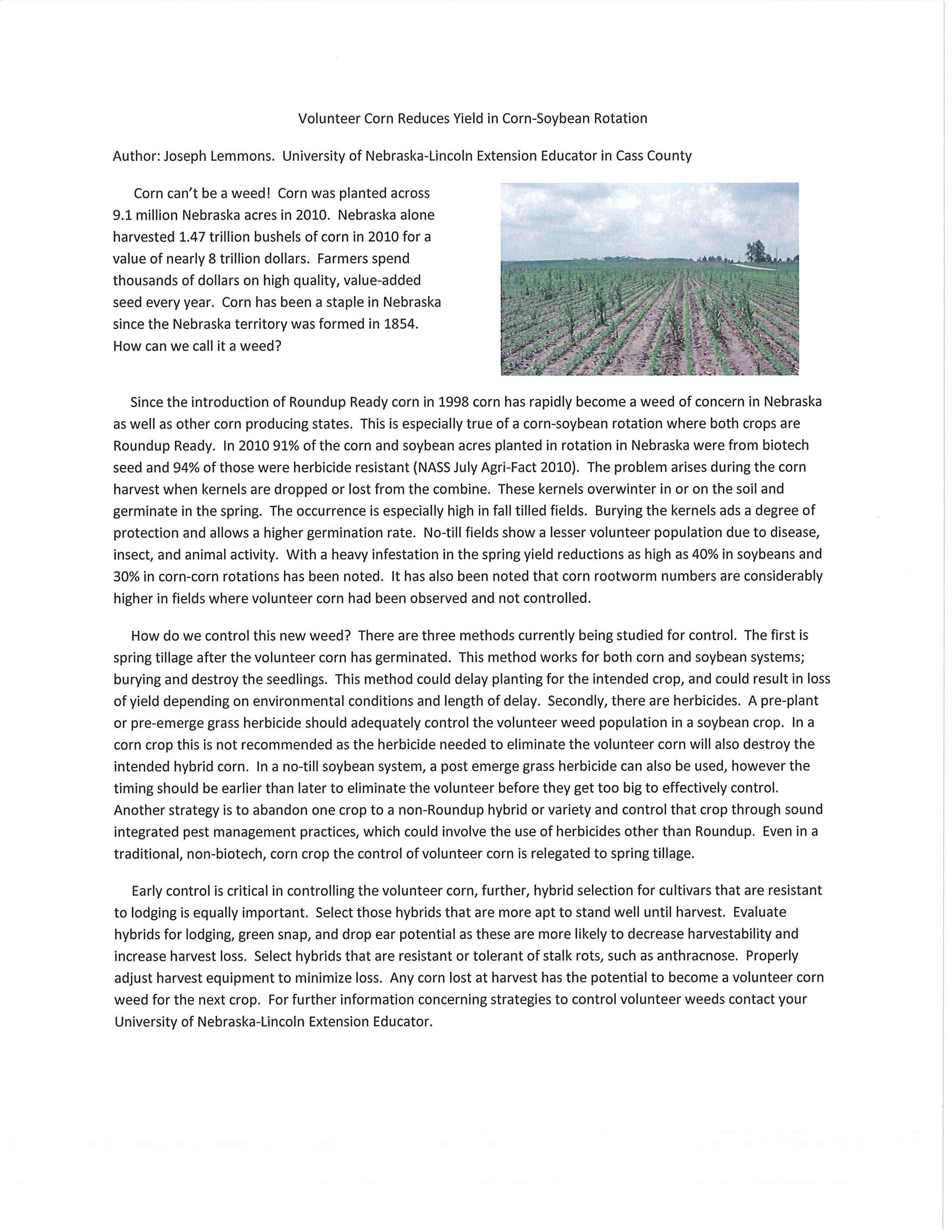 Volunteer_corn_reduces_yields_0001