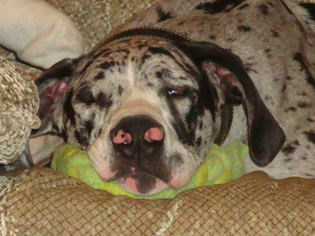 Zoey