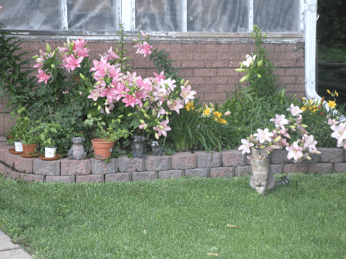 flower_and_cat