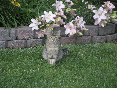 flower_cat