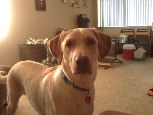 Jasper