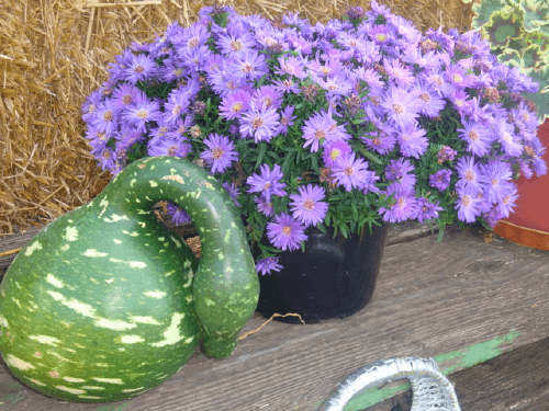 apartment_flowers1