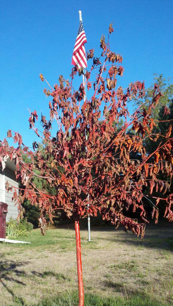 Mikes tree