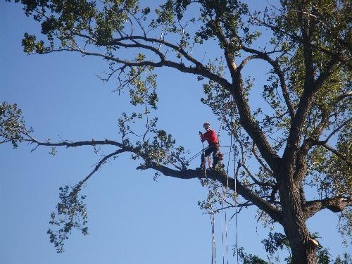 Tree_3