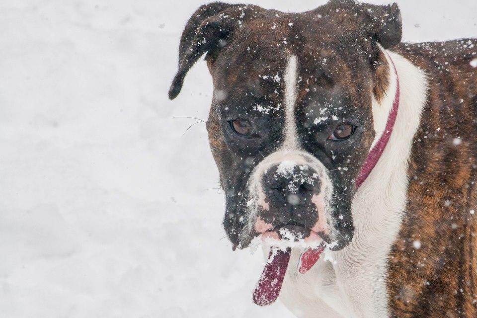 Dawns dog