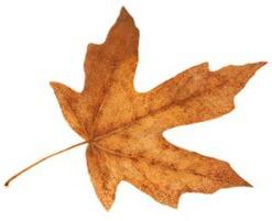 2013-09-11 MAPLE LEAF