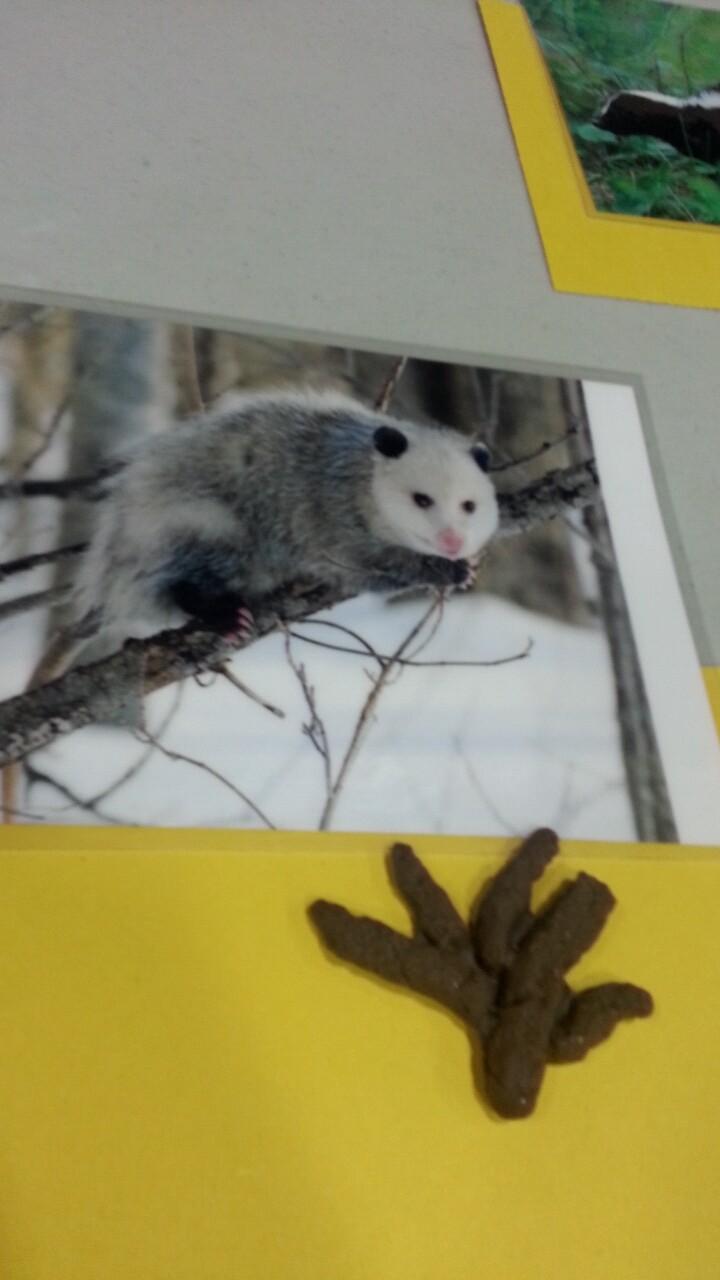 Possum poo