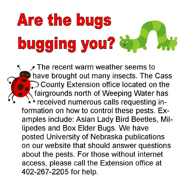 bugs